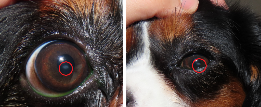 <img src="角膜ジストロフィー.png" alt="犬の角膜ジストロフィーの症例写真。左の画像では角膜中央に白く濁った部分が見られ、右の画像でも同様の白濁が確認される。" width="1024" height="420">