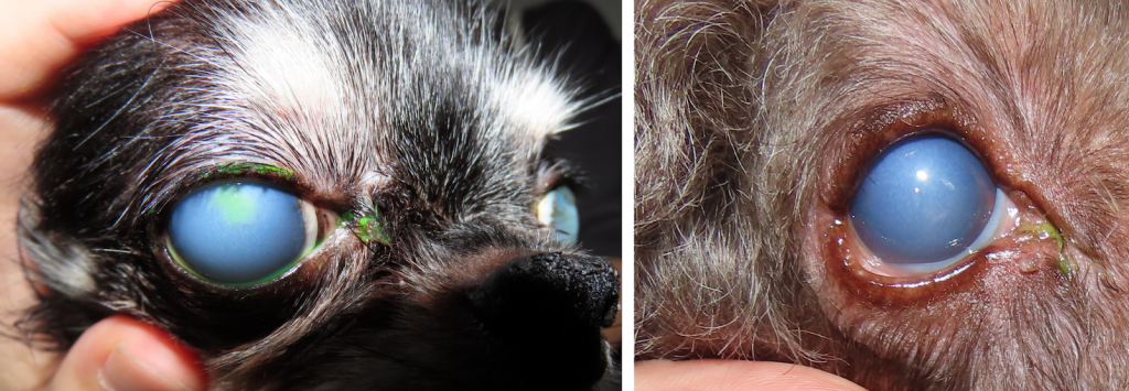 <img src="角膜内皮ジストロフィー.png" alt="犬の角膜内皮ジストロフィーの症例写真。両眼ともに角膜が全体的に白く濁り、水晶体が見えないほど曇っている様子が確認される。" width="1024" height="355">