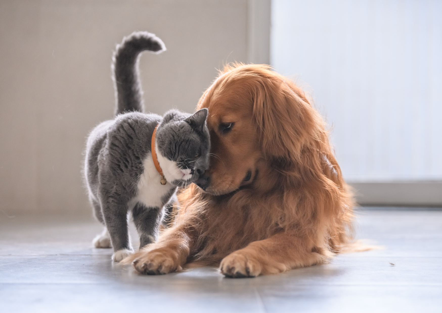 犬や猫が関節を痛そうにしていませんか？｜症状や注意点を解説