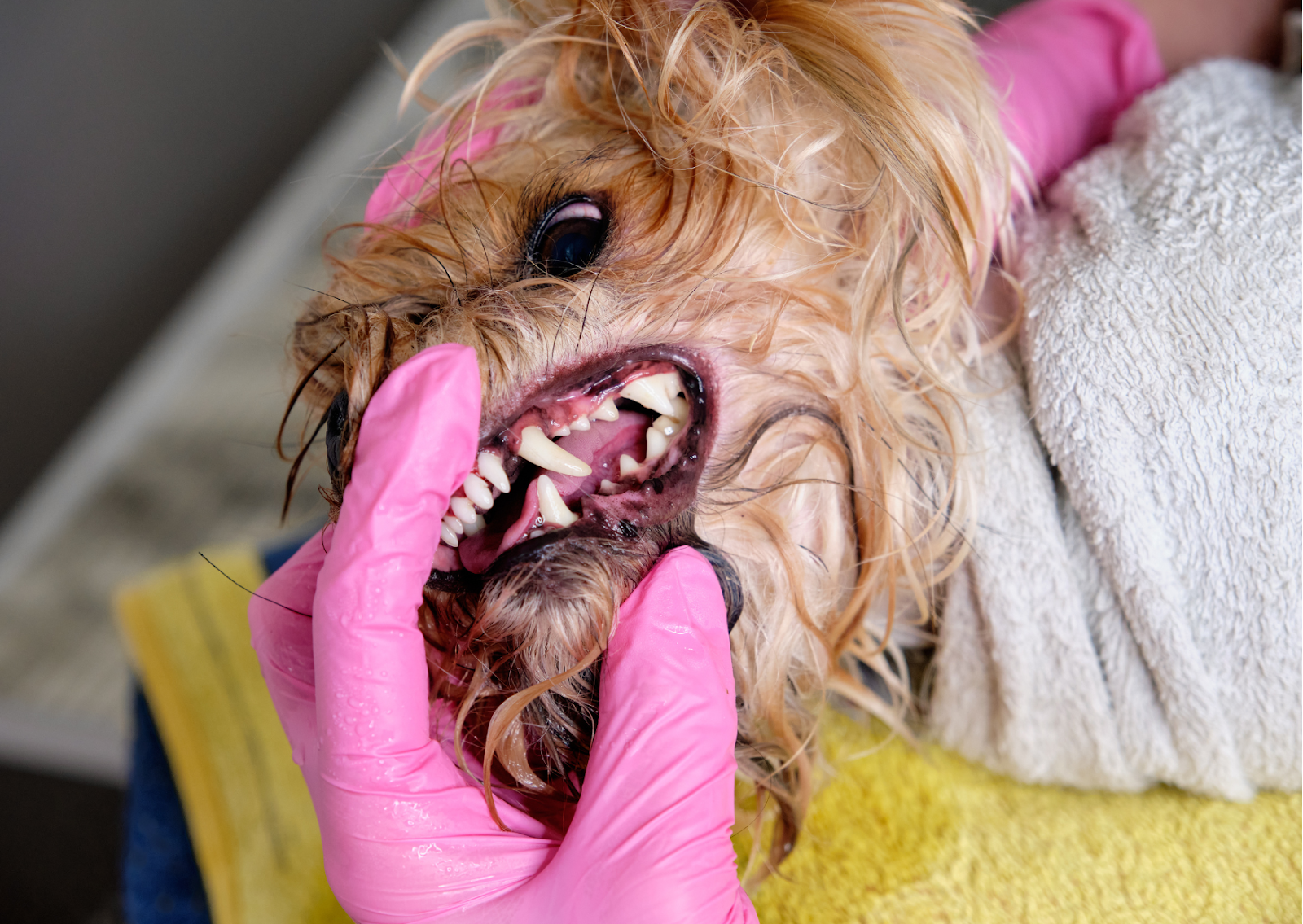 愛犬の歯茎が黒いけど大丈夫？考えられる病気と治療法について