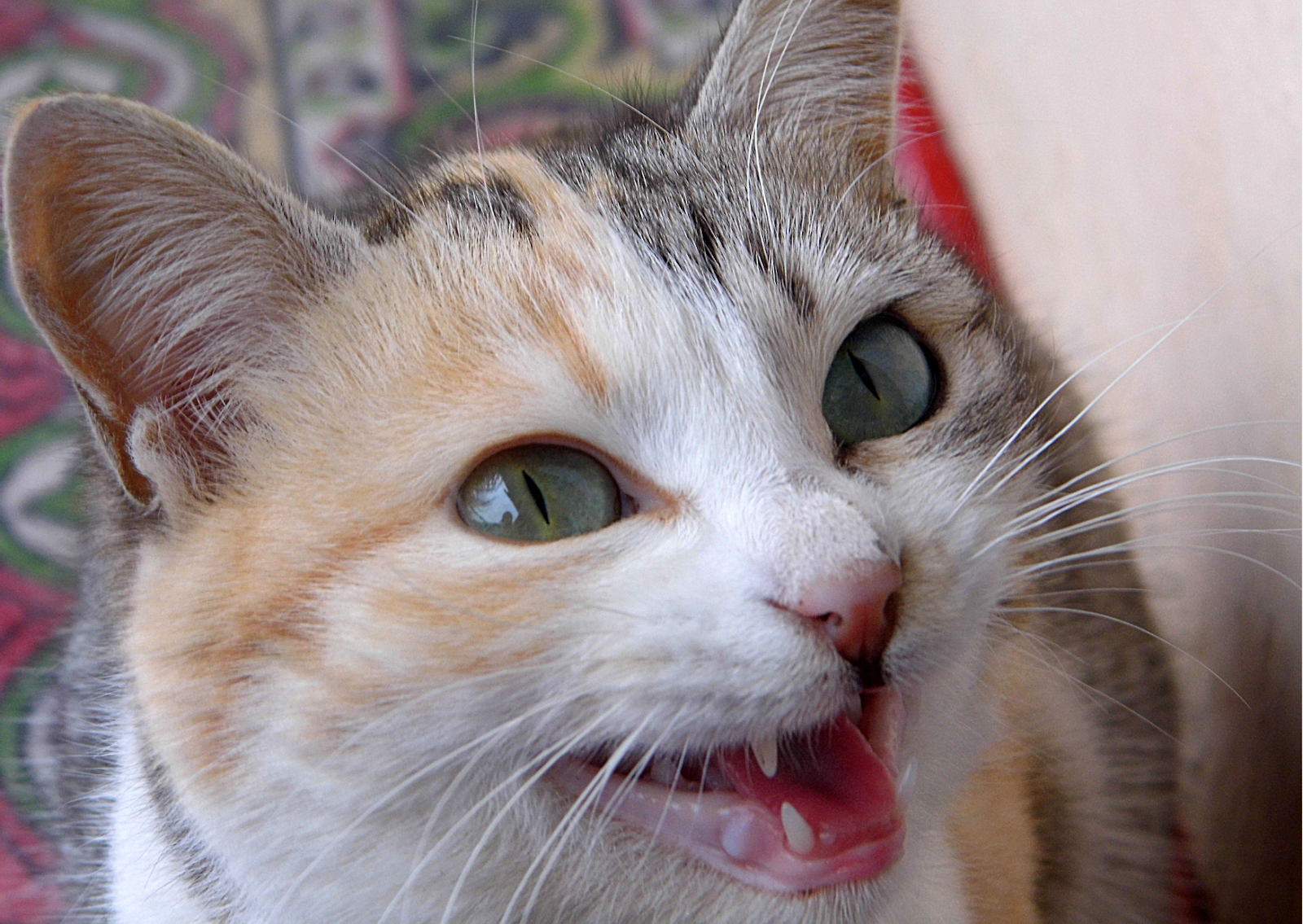 猫の吸収病巣について│抜歯をしないスーパーライザーを用いた療法が可能