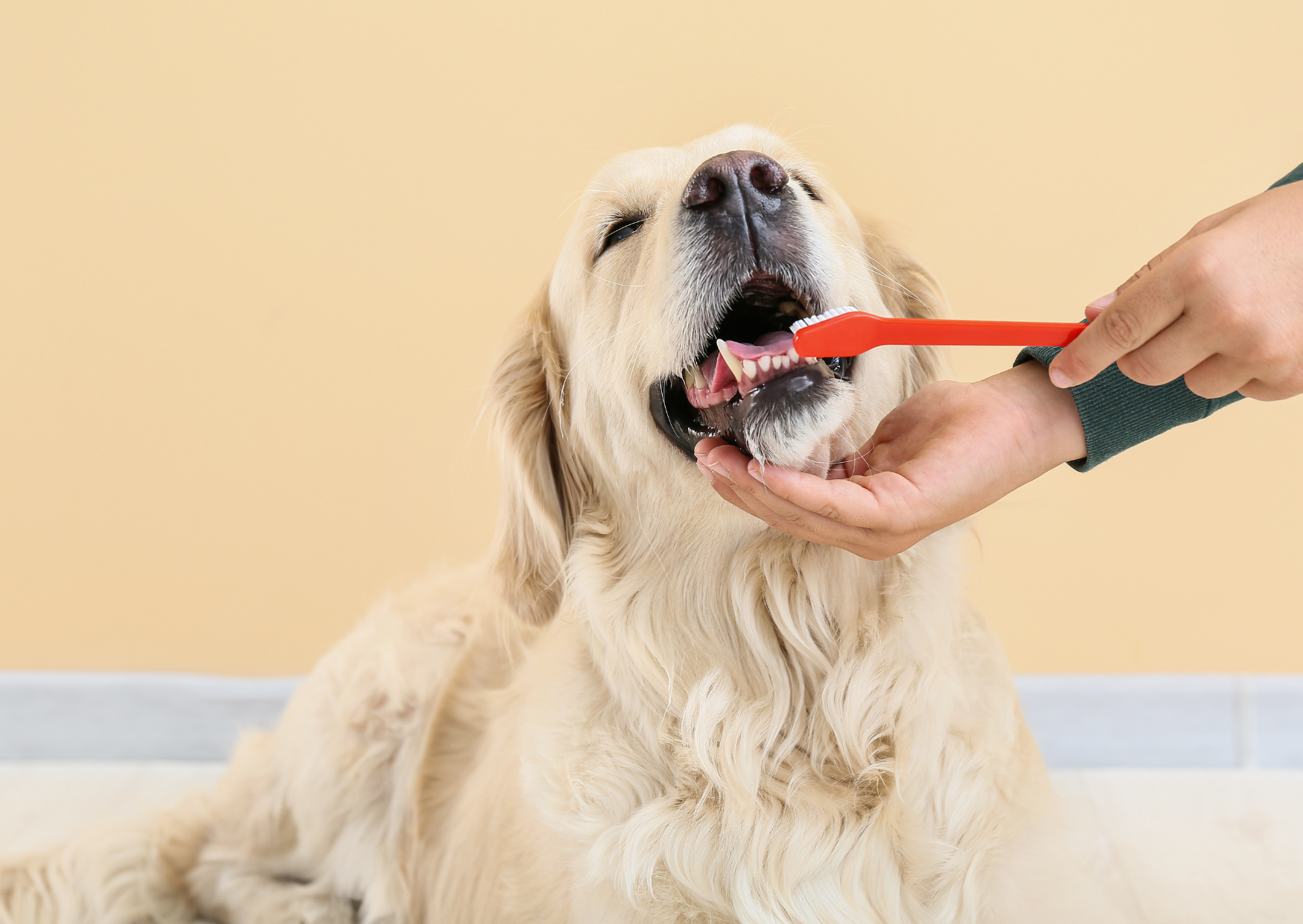 犬や猫の抜歯が必要な理由や注意点とは？｜歯周病予防が大切