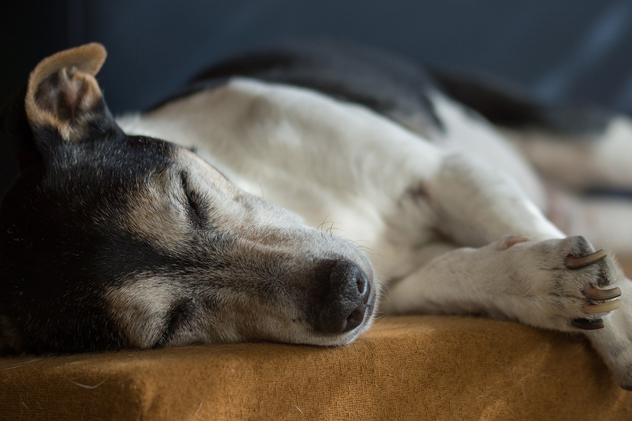 犬の認知症（認知機能不全症候群）について